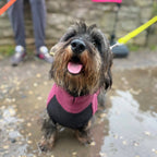 Fleecetröja för low riders! vattentät magpanel Hundtröja