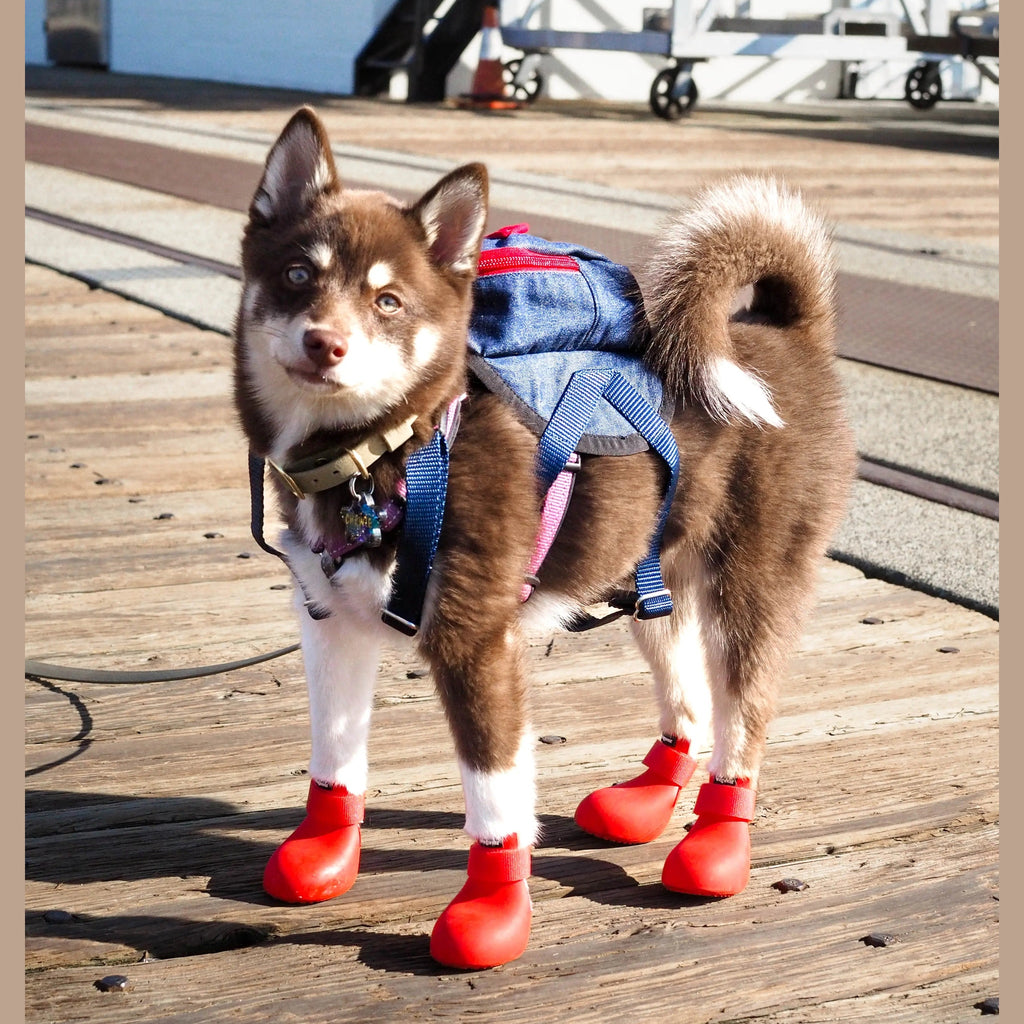 Wagwellies® hundskor Hundsko