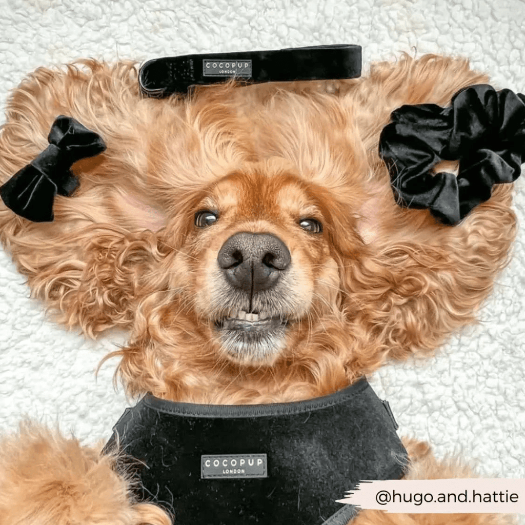 Flugor & Rosetter Flugor & Rosetter