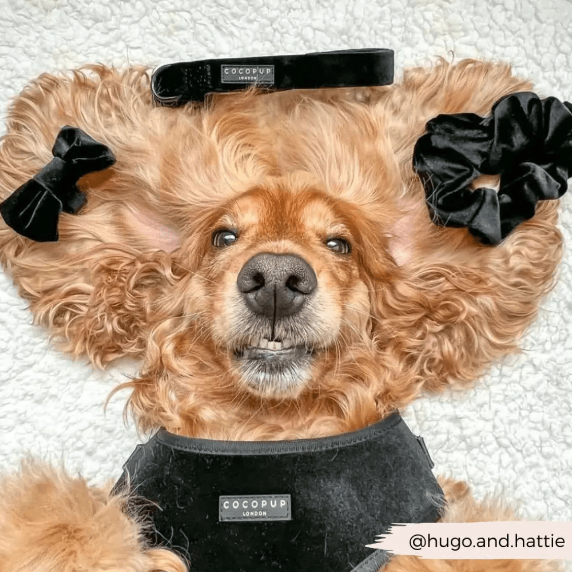 Flugor & Rosetter Flugor & Rosetter